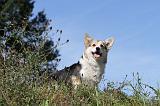 CORGI PEMBROKE 341